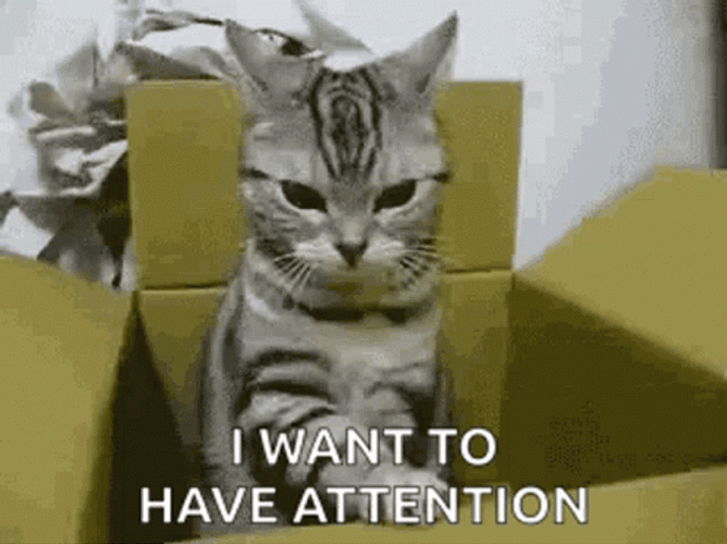 Mad Cat Wants Attention GIF