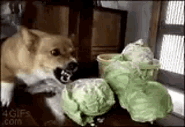 Mad Corgi Eating GIF