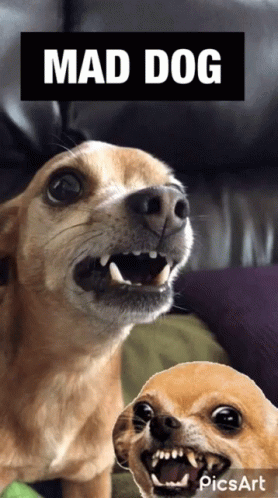 Mad Dog With Mouth Open GIF