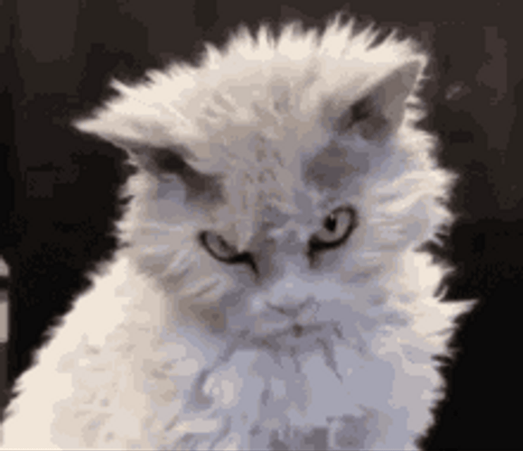 Mad Face Death Stare Angry White Cat GIF