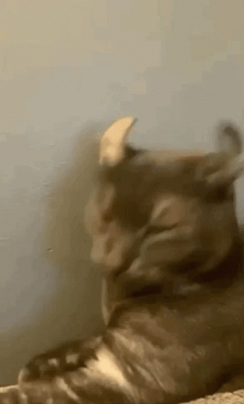 Funny Cat GIFs, gifs funny cats 