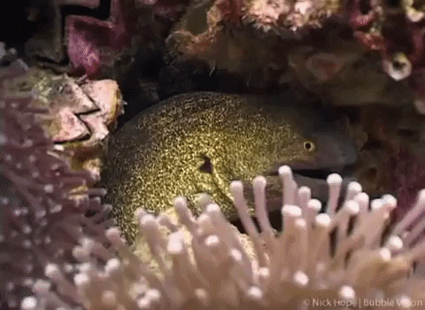Mad Giant Moray Eel GIF