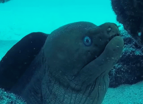 Mad Giant Moray Eel Opening Mouth GIF