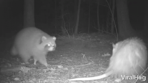 Mad Possum And Racoon In The Woods GIF