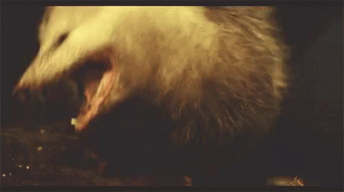 Mad Possum Attacking GIF