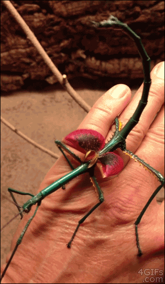 Madagascar Stick Insect GIF