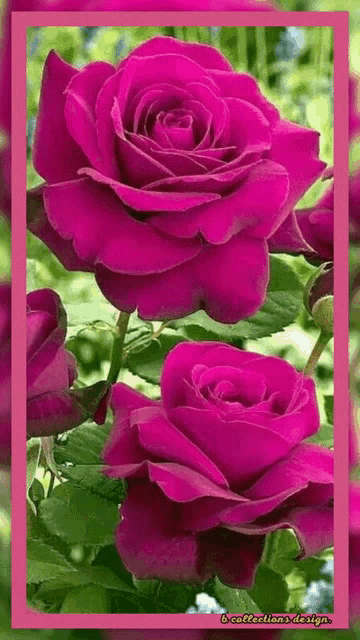 Magenta Pink Flores Blooming GIF