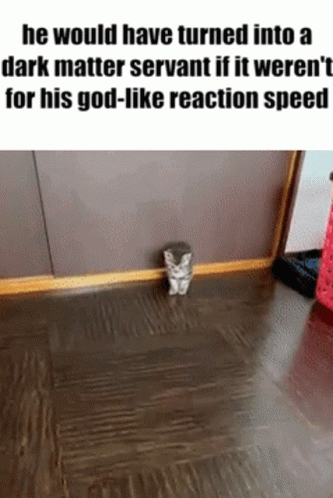 Magic Wand Startled Cat Delayed Reaction Meme GIF