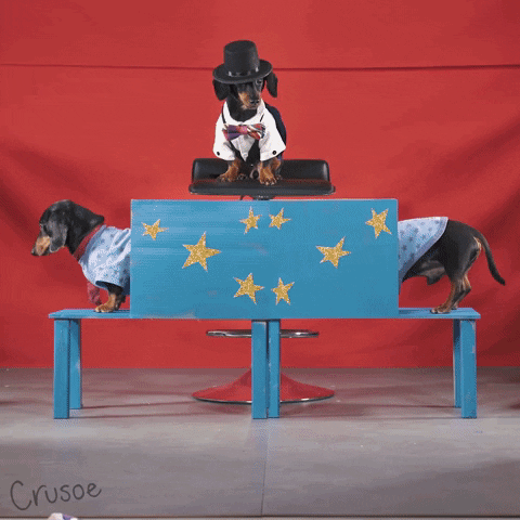 Magical Dog Illusion GIF