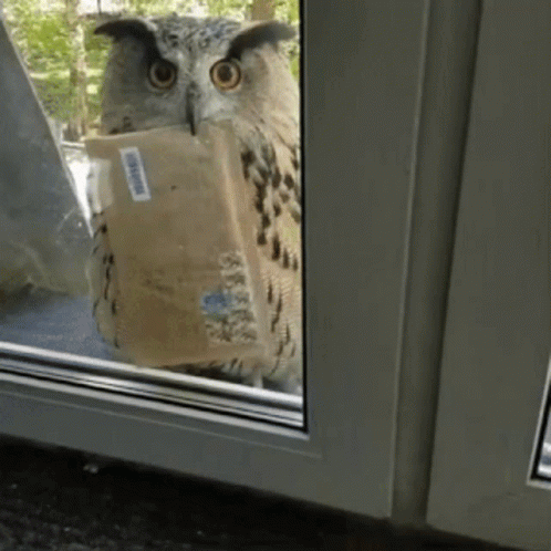 Mail Being Sent By An Owl GIF