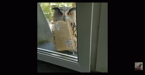 Mailing Delivery Package Owl Bird GIF