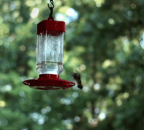 Maine Audubon Hummingbird In A Bird Lamp GIF