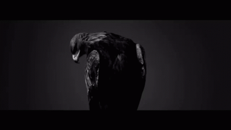 Majestic Hawk Side View GIF