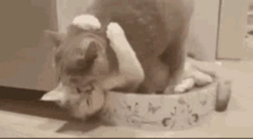 Make Love Cat Kiss Hug GIF