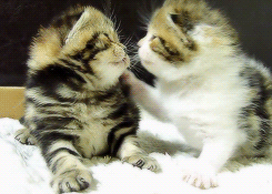 Make Love Kitten Kiss GIF