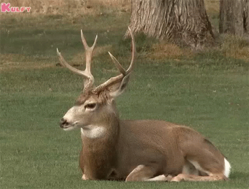 Male Deer Head Turn GIF