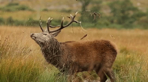 Male Deer Washing Face GIF