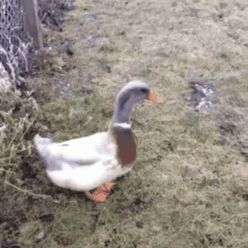 Mallard Duck Waddle Near A Fence GIF
