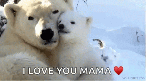 Mama And Baby Polar Bears Cuddling GIF