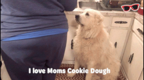 Mama May I Have Cookie Dog Pleading GIF