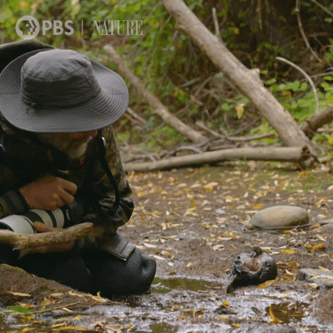 Man And Baby Platypus GIF