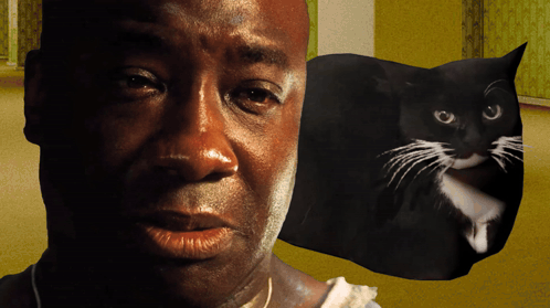 Man And Black Cat Close Up GIF
