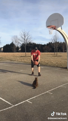 Man and Cat Playing Basketball TikTok