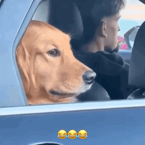 Man and Dog in Car Dog Sticking Head Out Window