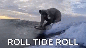 Man And Dog Riding Wave On Surfboard GIF
