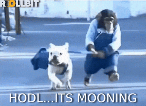 Man and Dog Running Down Street Saying HODL Its Mooning