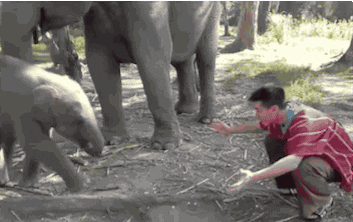 Man And Elephant Hugging GIF
