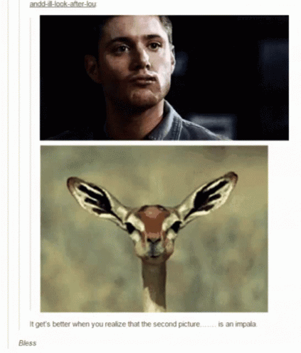Man And Gazelle GIF