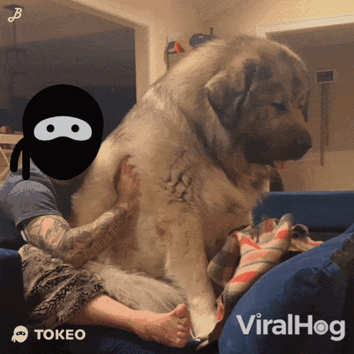Man and Large Dog on Couch Viralhog