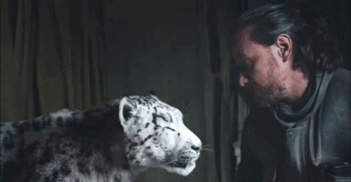 Man And Snow Leopard Look At Each Other GIF