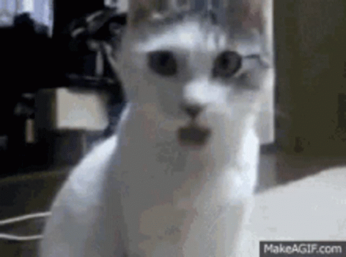 Man And Woman Saying True GIF