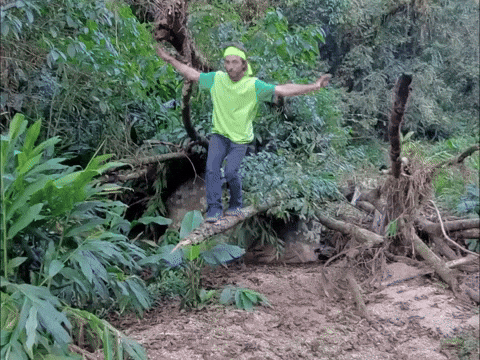 Man Balance On Tree Branch GIF