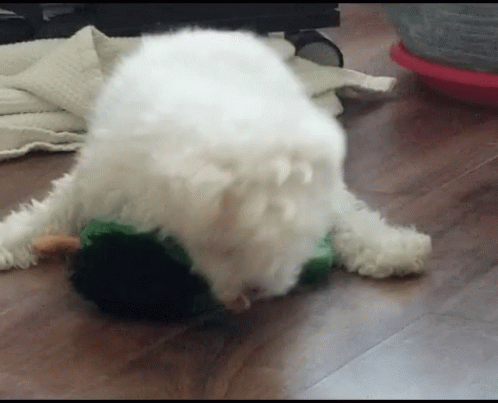 Man Best Friend Dog Dry Hump GIF