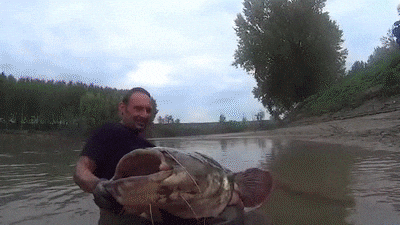 Man Caught Big Cat Fish GIF