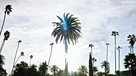 Man Chilling On Top Of Coconut Tree GIF