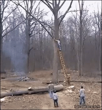 Man Climbing Ladder to Tree in Woods