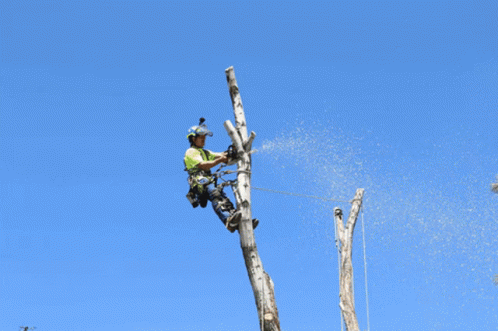 Man Cutting Tree With Stihl Chainsaw GIF