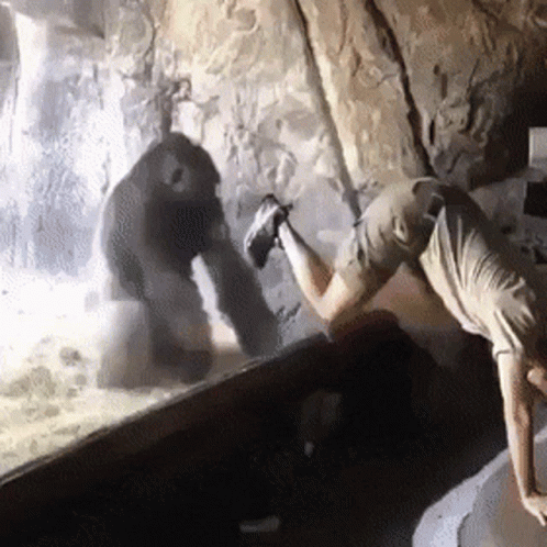 Man Doing Handstand In Zoo GIF
