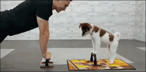 Man Doing Push Ups With Puppy GIF