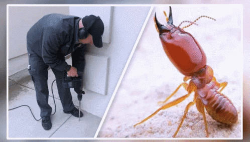 Man Drilling Hole Near Termite Picture