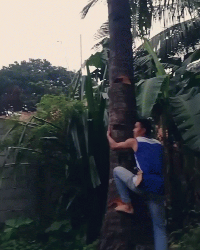 Man Easily Climb Coconut Tree GIF