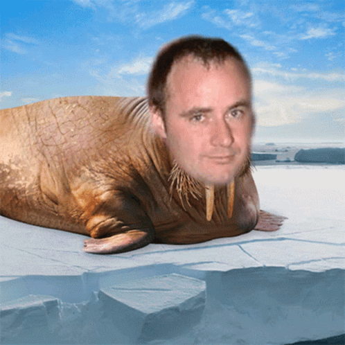 Man-Faced Walrus Laying on Ice
