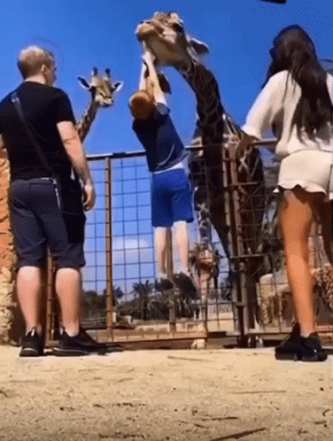 Man Feeding Giraffe Woman Watching GIF