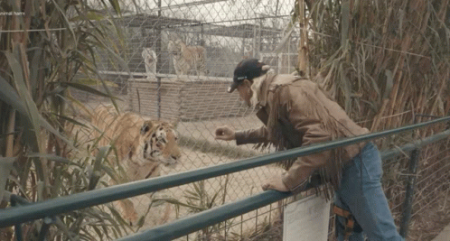 Man Feeding Tiger Behind Fence With General Farm Sign