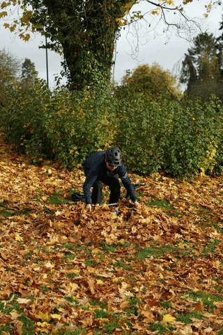 Man Gets Bicycle From Fall Leaf GIF