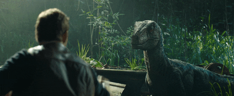 Man Giving Food To Velociraptor As Bait GIF